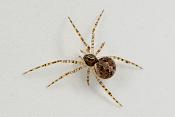 donkere kogelspin (theridion mystaceum) 4-2012 6903